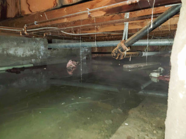Best Basement water damage restoration  in Winona, MN